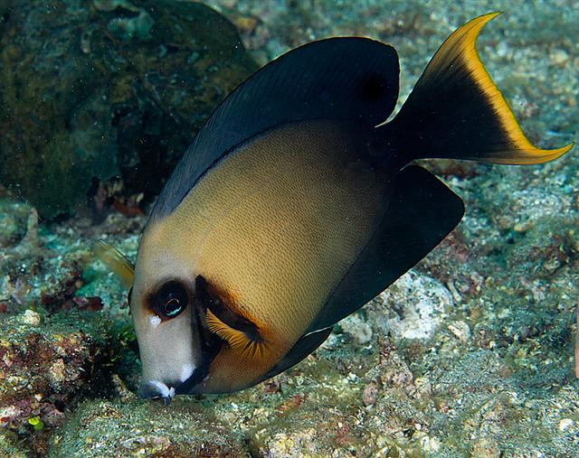  Acanthurus pyroferus (Chocolate Tang/Surgeonfish)